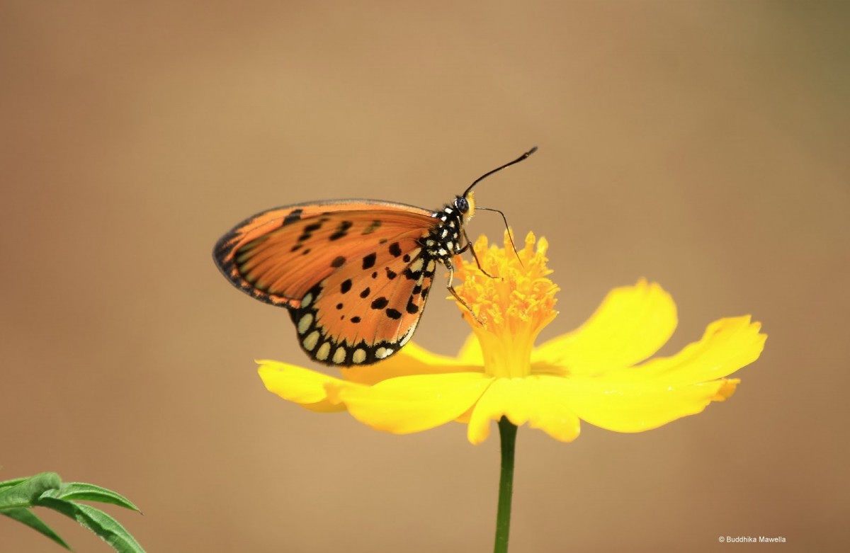 Acraea violae Fabricius, 1807